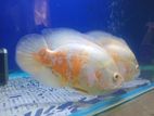 Oscar Albino Fish