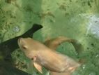 Oscar and Giant gourami fish