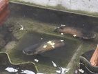 Oscar Breeding Pair