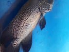 Oscar Copper Fish