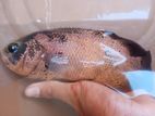 Oscar Fish