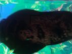 Oscar Fish