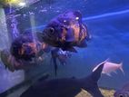 Oscar Fishes