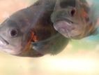 Oscar Fish