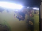 Oscar Fish