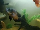 Oscar Fish