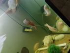 Oscar Fish