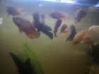 Oscar Fish