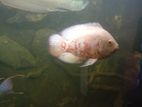 Oscar Fish