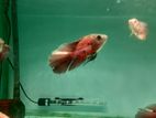 Oscar Fish