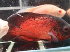 Oscar Fish