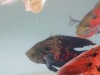Oscar Fish