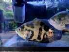 Oscar Fish