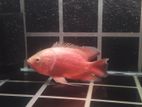 Oscar Fish