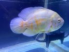 Oscar Fish