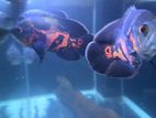 Oscar fish