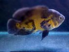 Oscar Fish