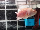 Oscar Fish