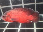 Oscar Fish