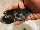 oscar fish