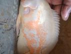 Oscar Fish