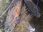 Oscar Fish