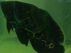 Oscar Fish