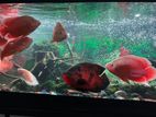 Oscar Fish