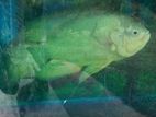 Oscar Fish