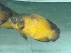 Oscar Fish