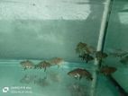 Oscar fish