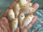 Oscar Fish