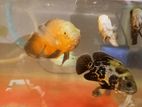 Oscar Fish