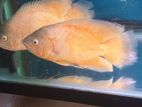 Oscar Fish