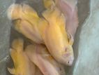 Oscar fish
