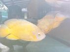 Oscar fish