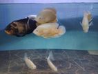 Oscar Fish