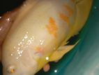 Oscar Fish
