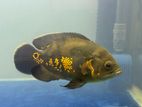 Oscar fish