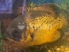 Oscar fish