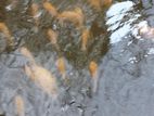 Oscar Fish