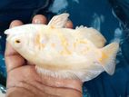 Oscar Fish
