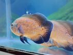Oscar Fish