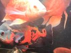 Oscar Fish