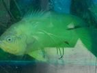 Oscar Fish with Aquarium Tank