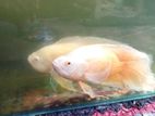 Oscar Fish (breeding Pair)