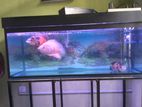 Oscar Fishes with Full Tank