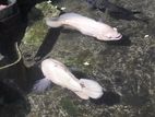 Oscar Fish