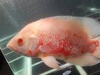 Oscar Fish
