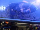 Oscar Fish